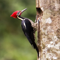 Lineated Woodpecker